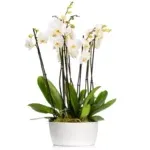 Орхидея в горшке белого цвета